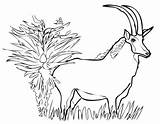 Antelope Sable Coloring Pages Pronghorn Giant Drawing 374px 36kb Results Categories sketch template