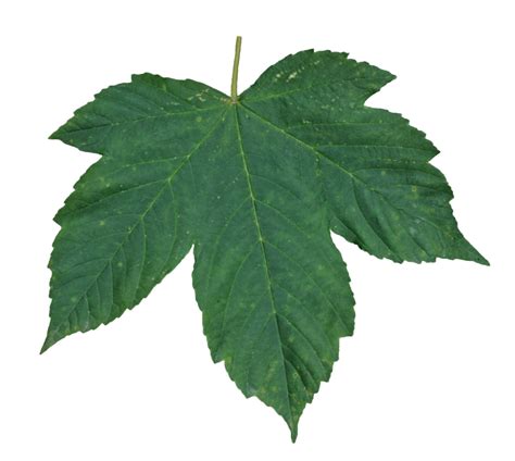 green leaf png