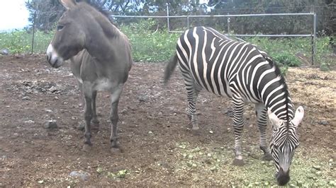 donkey  zebra  kona hawaii youtube