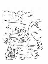 Coloring Pages Swan Birds Swans Kids Print Beautiful Choose Board sketch template