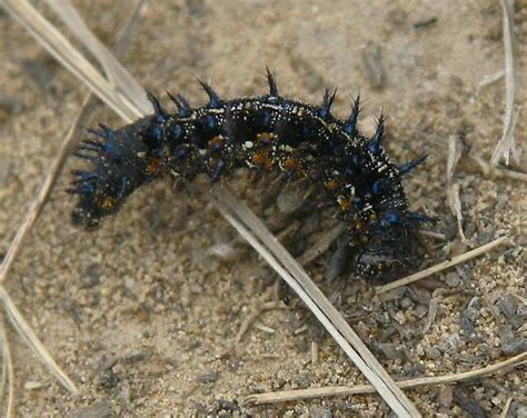 black caterpillar with blue stripes junonia coenia