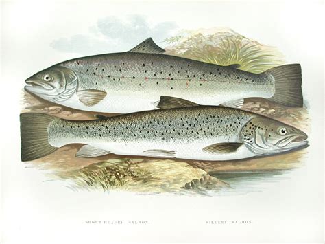 antique prints  fish  houghton