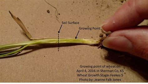 wheat development wheat agronomy sunflower district