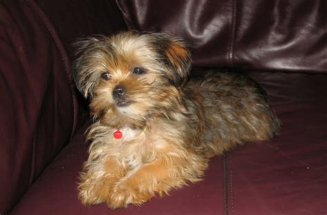shorkie dog breed information images characteristics health