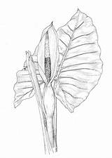 Plants Alocasia Plant Poison Poisonous Macrorhiza Illustrations Coloring sketch template
