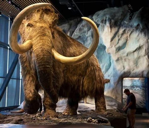 scientists   resurrect  woolly mammoth     million    happen abc