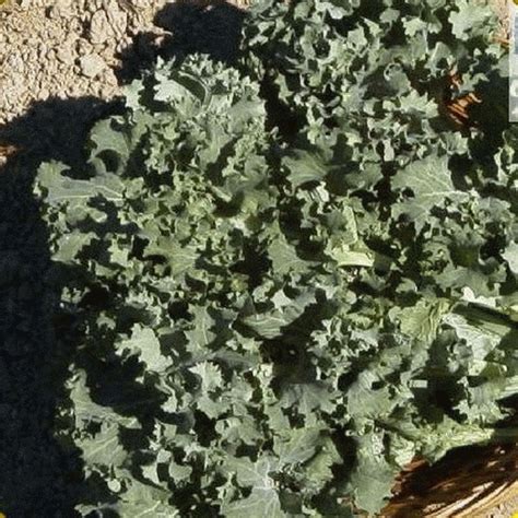 Bulk Dwarf Siberian Kale Seed Packets For Sale Everwilde