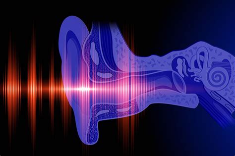 study reveals    ear discerns  frequency sound ohsu news