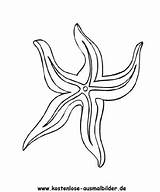 Seestern Seesterne Starfish Urchin Ausdrucken Ausmalbild Malvorlagen sketch template