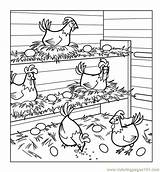 Chicken Coloring Chickens Hens Pages Color Chicks Printable Coop Book Roosters Kids September Birds Online 2010 Shape Ovals Clown Circus sketch template