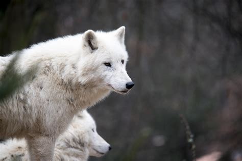 White Wolf Nature · Free Photo On Pixabay
