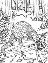 Coloring Pangolin Colouring Pages Biology Wildlife Pangolins Sheets Kids Animal Printable Color Animals Wild Print Conservation Adult Book Books Emerging sketch template