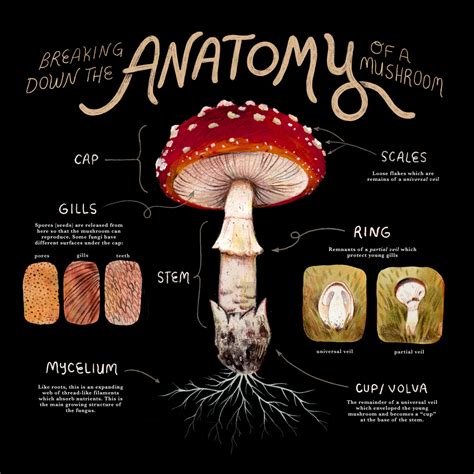 anatomy   mushroom jamie green