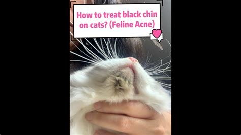treat cat chin acne brewqr
