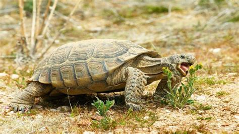 desert tortoise  turtle hub