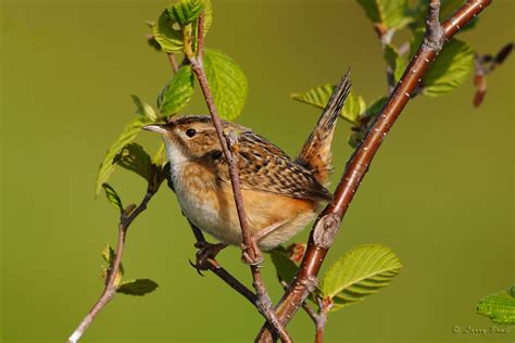 sedge wren ebirdr