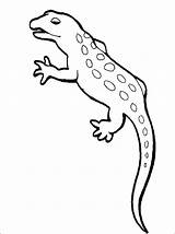 Newt Coloring Animal Spotted Salamander Pages Colouring Template Iguana Getdrawings Drawing Book Drawings Printable Kids Searches Recent sketch template