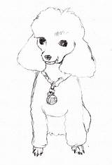 Poodle Poodles Pudel Caricature Sketching Coloringhome Hunde Dragoart sketch template