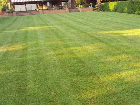 lawn treatment case study