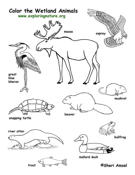 ecosystem coloring pages coloring home