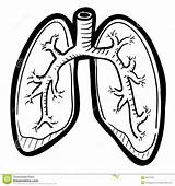 Human Lungs Lung Sketch Clipart Illustration Vector Stock Doodle Body Advertisement Preview sketch template