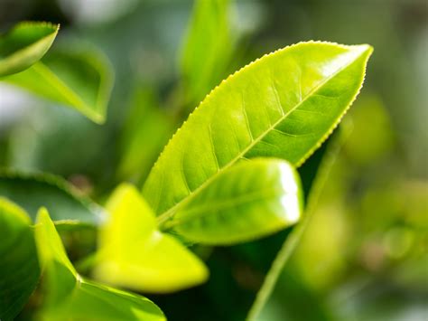 tea tree oil herbal remedies andrew weil md