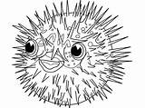 Fish Puffer Coloring Porcupine Pufferfish Pages Drawing Color Kids Sea Choose Board Sheets Getdrawings Kidsplaycolor sketch template
