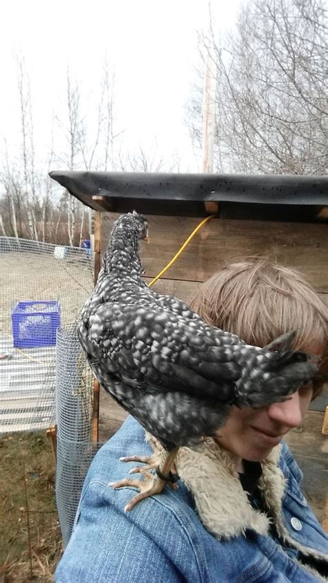 Sight Sexing Barred Plymouth Rock Chicks At Hatch Page