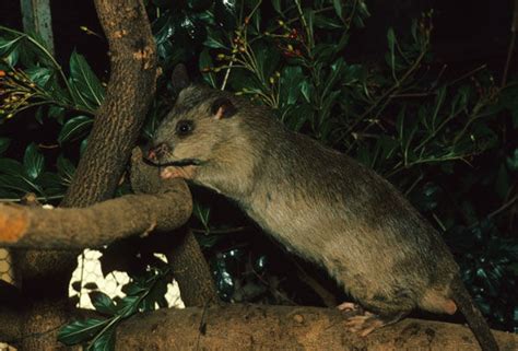 giant rat warning experts have no clue how many massive rodents are in the uk uk news