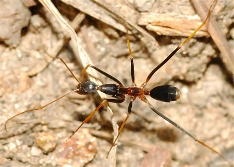 black spider ant leptomyrmex sp