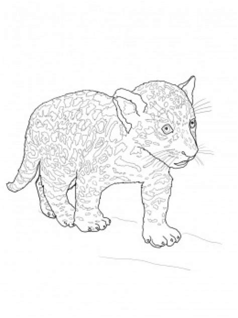 jaguar coloring page coloring home