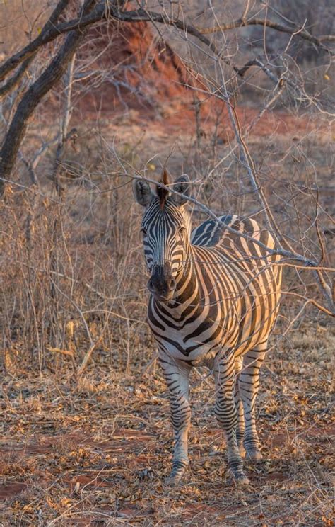zebra  natural habitat stock photo image  vlaktekwagga
