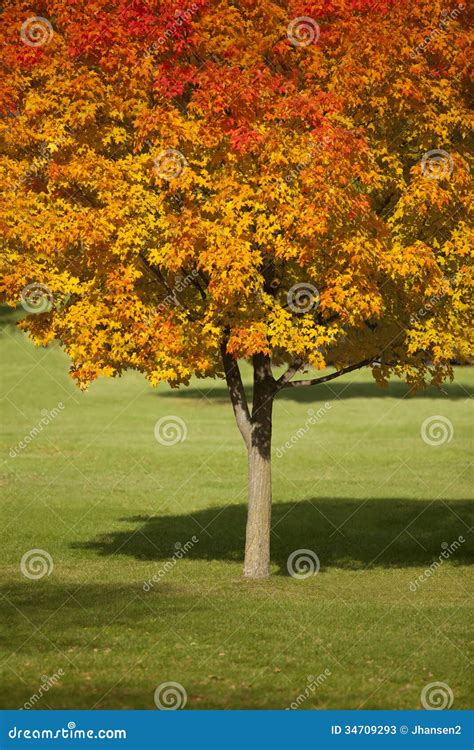 fall tree stock image image  green maple nature