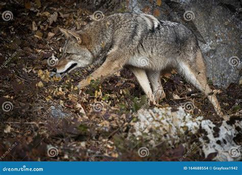 coyote  fall colors  montana usa stock photo image  patient