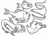 Fish Coloring Sea Deep Pages Creatures Dangerous Angler Drawing Anglerfish Outlines Color Viper Kids Animals Colouring Drawings Outline Animal Ocean sketch template
