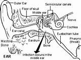 Ear Anatomy Diagram Printable Worksheet Inner Figure Ent Common Problems Lesson Worksheeto Wikieducator Via sketch template