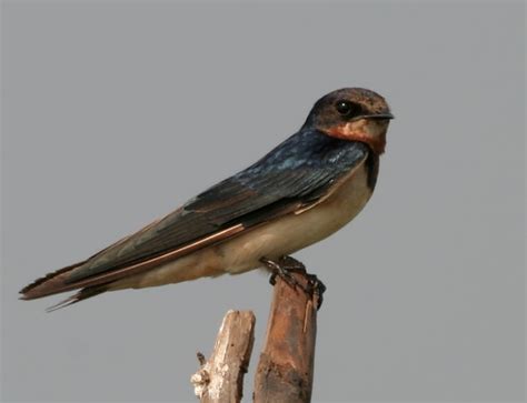 9 Cool Facts About Barn Swallows Cbc News