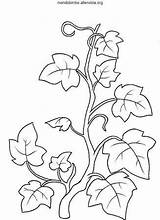 Vine Coloring Pages Branches Drawing Pattern Result Google Au sketch template