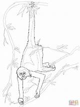Monkey Spider Coloring Pages Color Supercoloring Template Sketch sketch template