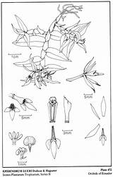 Epidendrum Dodson Nanum Hágsater 1989 Group sketch template
