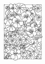 Garden Coloring Nasturtium Large sketch template