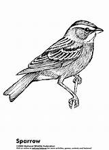 Sparrow Sparrows Sheets sketch template