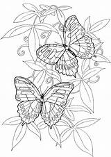 Butterfly Coloring Pages Hard Getcolorings Getdrawings sketch template