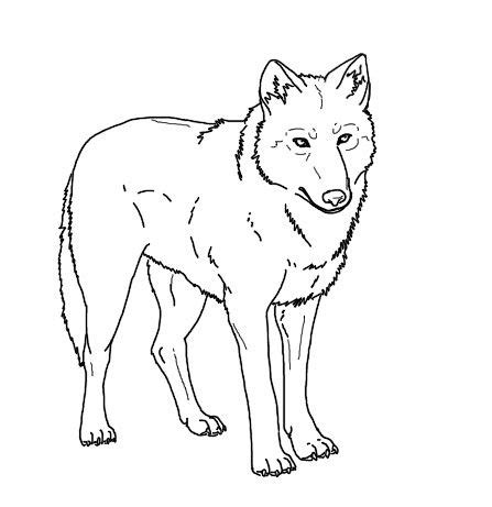 realistic wolf coloring pages  print  pinterest wolf