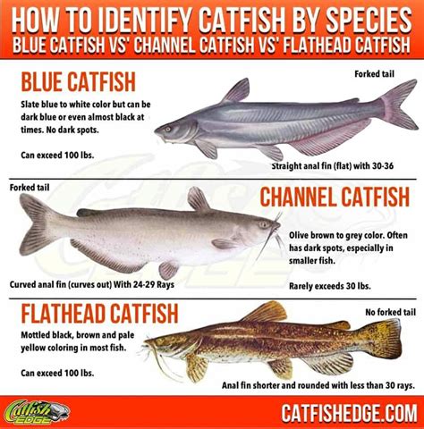catfish species essentials  big  types  catfish