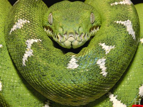 green anacondas dangerous snakes   world  wildlife