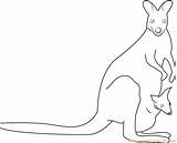 Kangaroo Coloring Awesome Pages Coloringpages101 Online sketch template