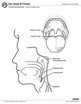 Tonsils Tonsil Adenoids Anatomy Adenoid Sagittal Anterior Gross Counter sketch template