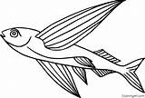 Fish Flying Coloringall Format Fly sketch template