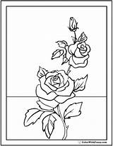Coloring Rose Pages Pdf Flowers Flower Drawing Lily Printable Rosebud Outline Pretty Beautiful Print Roses Colorwithfuzzy Color Drawings Buds Vine sketch template